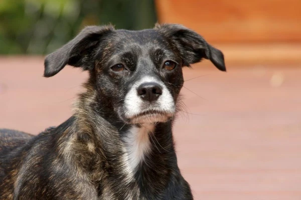 Kāpēc suns dzenā savu asti un kad jāuzmanās