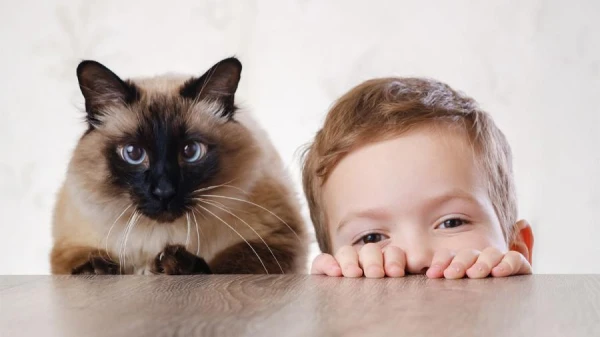 Kā mainīsies pasaule, ja visi kaķi uz Zemes pazudīs vienā brīdī