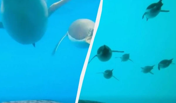 Под водой они совсем не похожи на птиц.