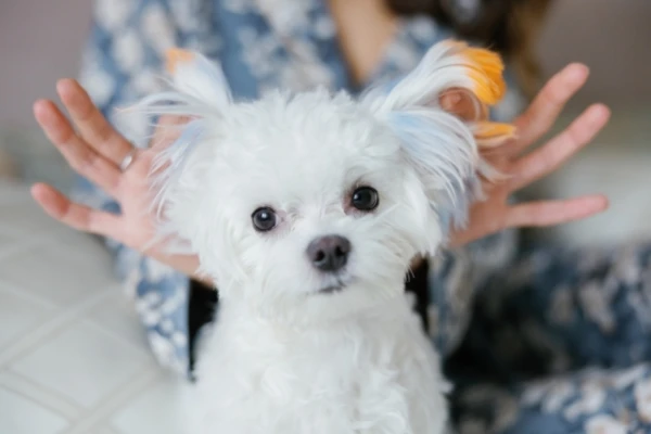 Kāpēc pat pieredzējuši īpašnieki nepareizi interpretē suņu uzvedību