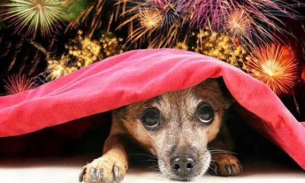 Kinologi brīdināja par Jaungada bīstamībām suņiem