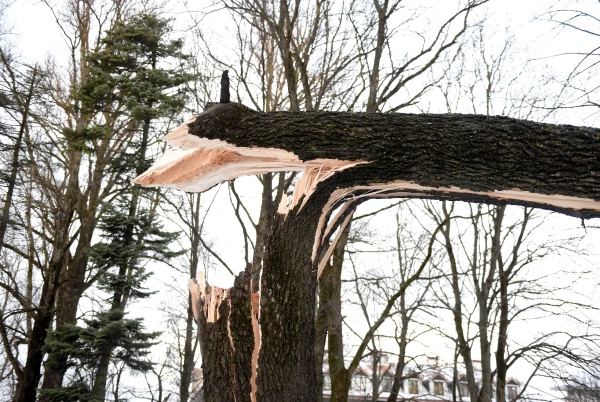 Aizvadītajā diennaktī saņemti 13 izsaukumi uz vēja radīto postījumu likvidēšanu
