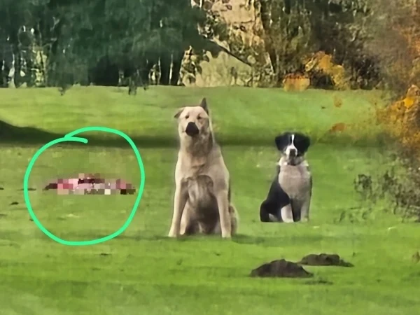 Par trīs suņu nošaušanu Bauskas novadā rosina apsūdzēt trīs pašvaldības policistus un vēl vienu personu