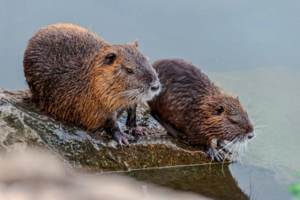 Kuri dzīvnieki veido pārus uz visu mūžu?
