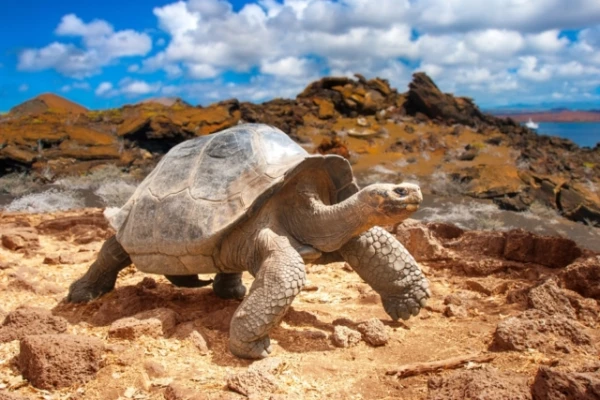 Vai bruņurupucis var pilnībā paslēpt galvu čaulā?