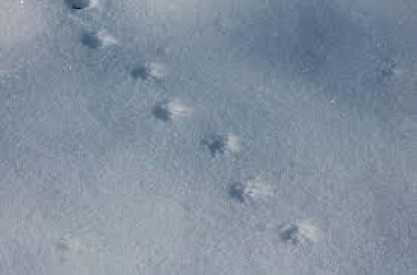 Igaunijā izvēlēts 2026. gada dzīvnieks