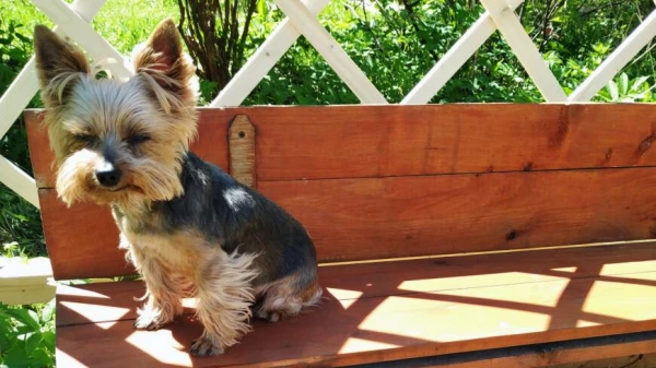 Kāpēc mazi suņi biežāk izrāda lielāku agresiju nekā lieli