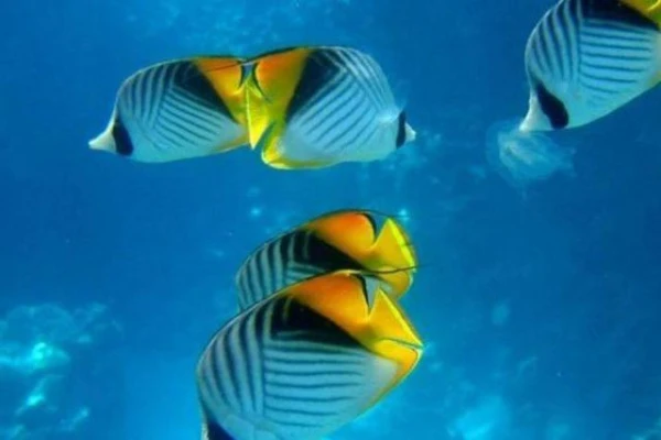 Vai zivīm patiešām ir īsa atmiņa?