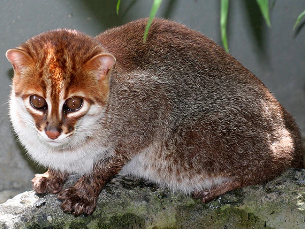 Тайские власти опасались, что вид полностью исчез в стране.