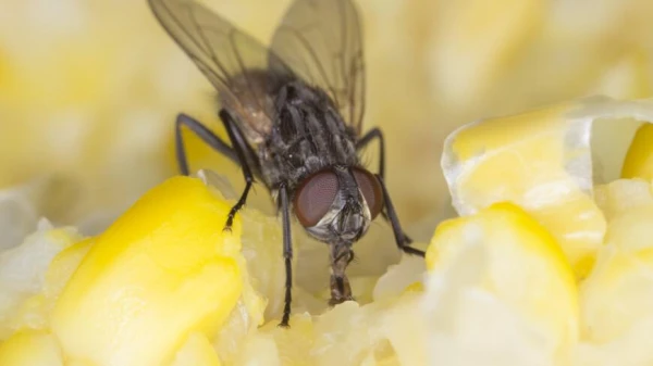 Kur ziemo odi un mušas?