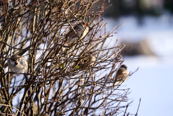 Pirmdien vietām uzspīdēs saule