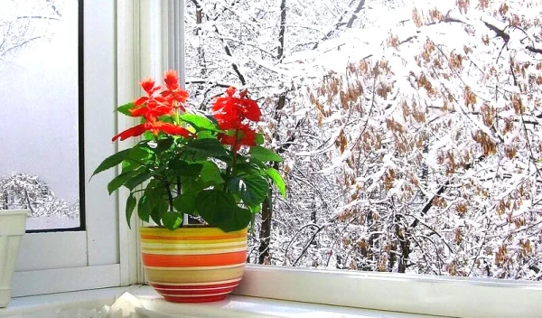 Ziemas kopšana: 5 manipulācijas, kas vajadzīgas istabas augiem aukstajā sezonā