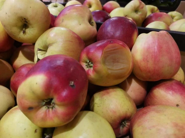 Vai tiešām tārpināti augļi nogatavojas ātrāk?