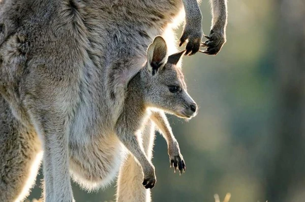 Kuri dzīvnieki dzemdē vislielākos un vismazākos mazuļus?