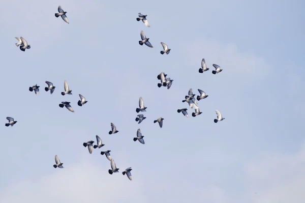 Trešdien vietām spīdēs saule