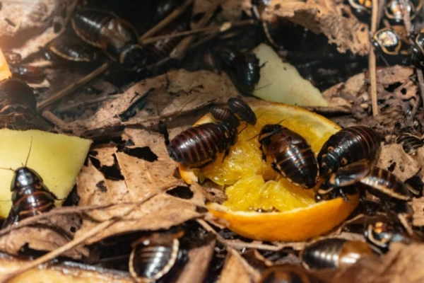 Tarakāni apkampjas, lai izdzīvotu sausuma laikā