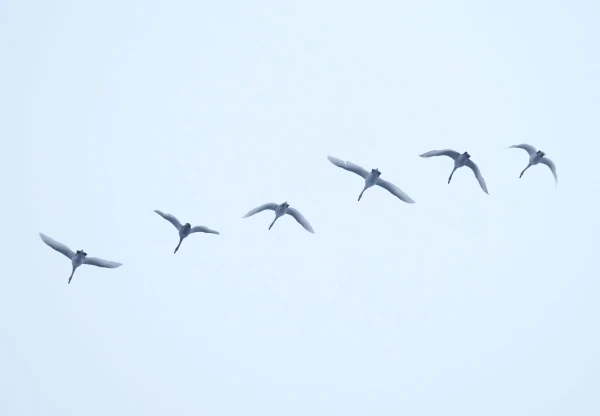 2025. gads Latvijā noslēdzies ar piekto siltāko decembri novērojumu vēsturē