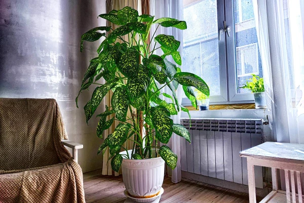 Šie 3 augi ir aizliegti: kurus ziedus labāk iznest no guļamistabas ziemā