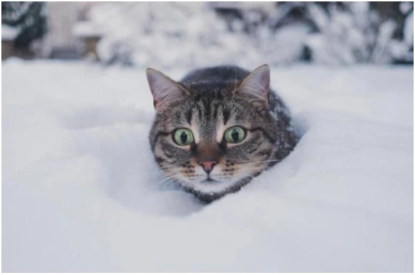 Sinoptiķi prognozē rekordlielu snigumu Latvijā