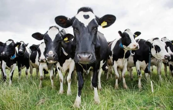 Marks Cukerbergs audzē govis un plāno tās dzirdināt ar alu