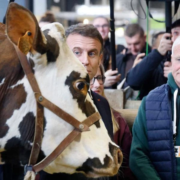 Президент Макрон не нашел общего языка с крупным, рогатым, скотом.