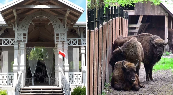 Прекрасные животные и старнные здания.
