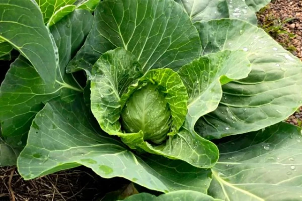 Kāpēc ziedkāposts izauga «bez galvas»?