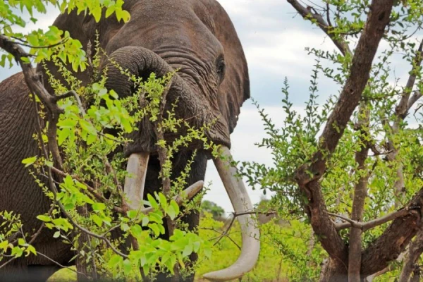 Indijā agresīvs zilonis deviņu dienu laikā nogalināja 17 cilvēkus