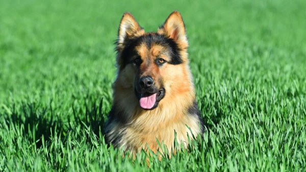 Kāpēc suņi neuztver sarkano un zaļo krāsu