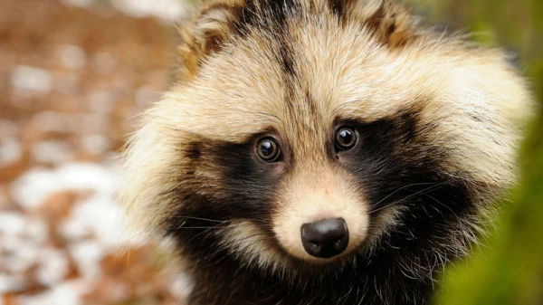 Kuras invazīvās sugas pagājušajā gadā visbiežāk tika novērotas Latvijā