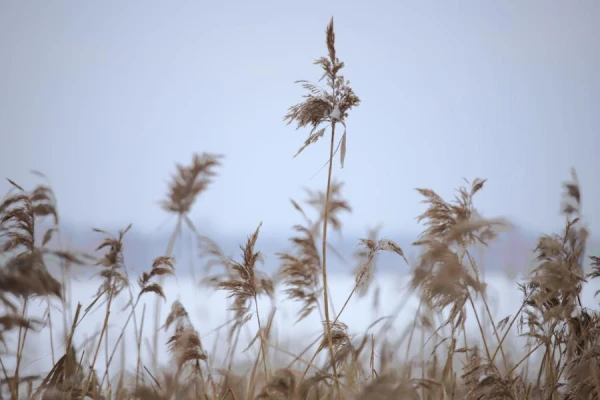 Eksperte izcēla trīs galvenos uzdevumus vasarnīcā atkušņa laikā