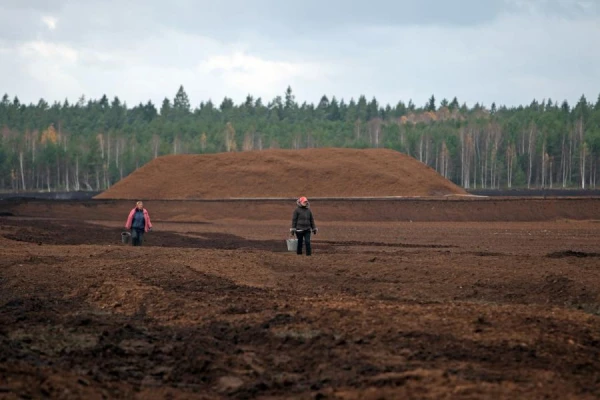 Kuru durpi izvēlēties kompostēšanai?