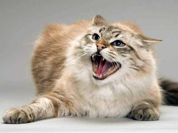 Kāpēc kaķi dod priekšroku lētai barībai? Skaidro zoopsihologs