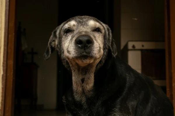 Pirmie smadzeņu novecošanas signāli: kādas izmaiņas gados vecu suņu uzvedībā nedrīkst ignorēt