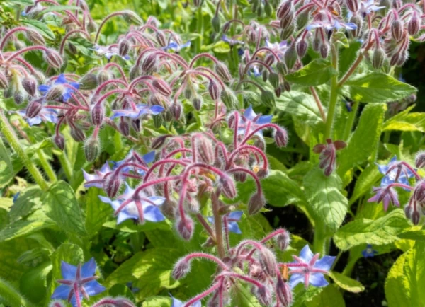 Tautas līdzekli apstiprināja laboratorijā: «Svētā tēja» izrādījās efektīva