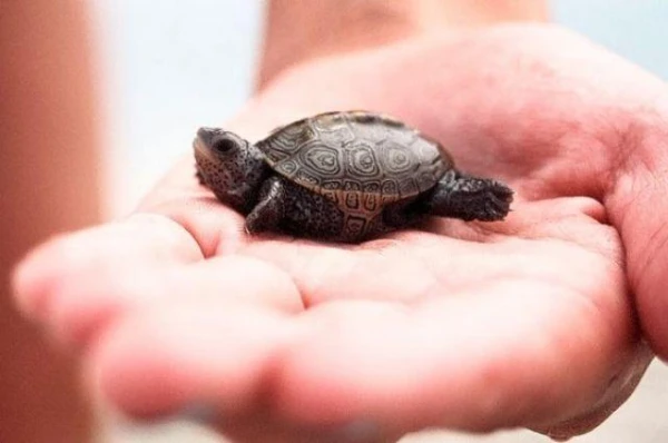 Pretēji evolūcijas likumiem: kāpēc samazinās zirgu, ķirzaku un bruņurupuču izmēri?
