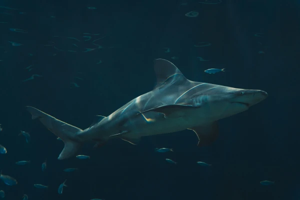 Sidnejas pludmales slēgtas pēc haizivju uzbrukumiem