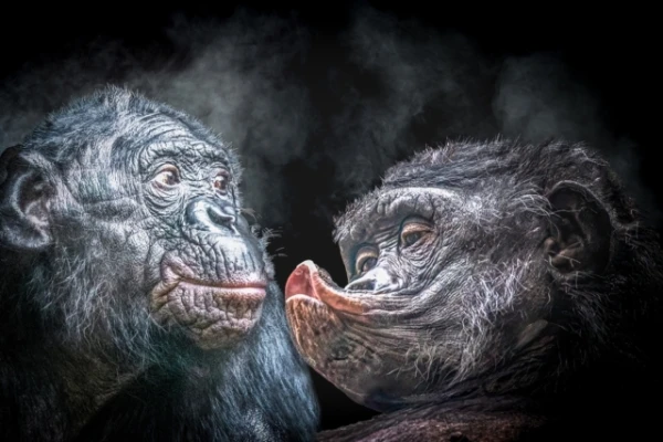 Bonobo — vienīgie pērtiķi, kuri nenogalina savas sugas pārstāvjus