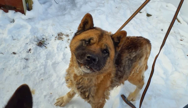 Dāviņu pagastā PVD izņēmis 15 suņus un trīs kaķus