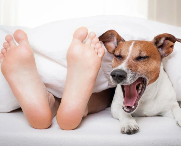 Televīzijas pārraides, kuras suņi dod priekšroku — pētījums