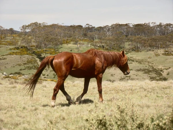 Kāpēc austrālieši nemīl brumbijus?