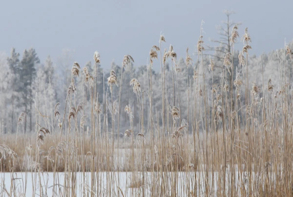 Trešdien nav gaidāmi būtiski nokrišņi; diennakts vidējā gaisa temperatūra noslīdējusi 11 grādus zem normas