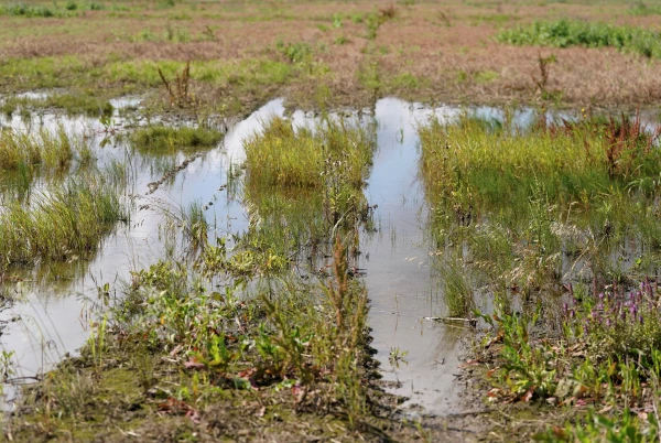 Pērnais gads Latvijā bijis ceturtais siltākais novērojumu vēsturē