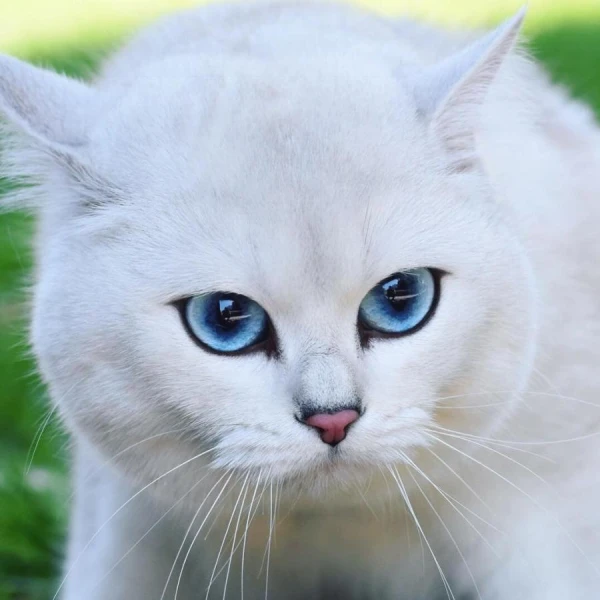 Instinktīvā gudrība: kā kaķi apgūst lietot kaķu tualeti