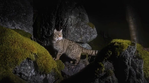 Какое милое создание скрывается от нас.