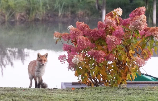 Jūrmalā plāno atļaut savvaļas dzīvnieku nomedīšanu