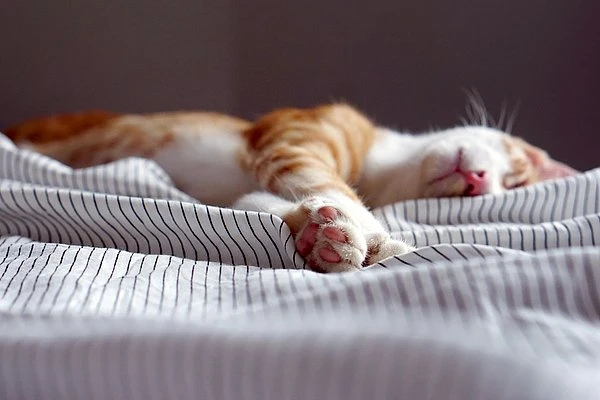 Atklāts viens no svarīgākajiem ieradumiem garīgās veselības uzturēšanai