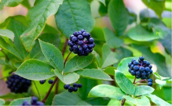 Eleuterokoka, dievsila un rozā rodiolas ieguvumi