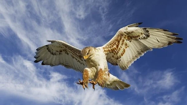 Ķīna apmāca mākslīgo intelektu vadīt ieročus, izmantojot vanagu un koijotu pieredzi