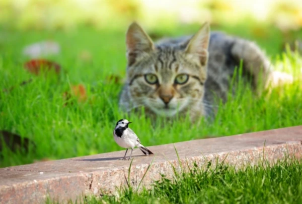 Asinskāri un neizvēlīgi: kaķu ēdienkartē vairāk nekā 2 000 sugu